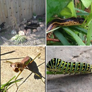 Ponds, Plants, and Critters.