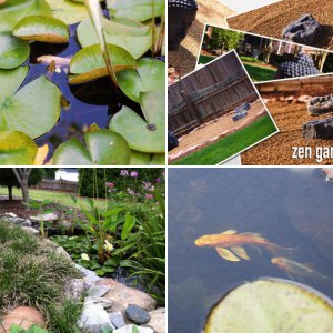 POND PLANTS