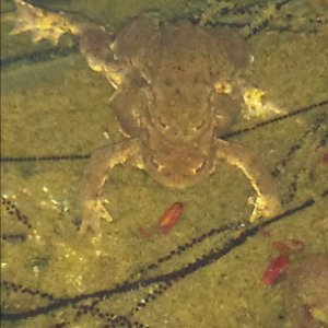 Pond 2015