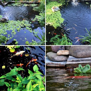 My 3rd pond