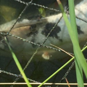 Koi griwtj