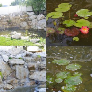 Pond 2015