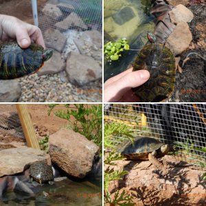 Red Eared Slider