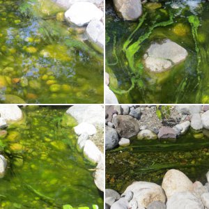 Goldfish pond - Problems