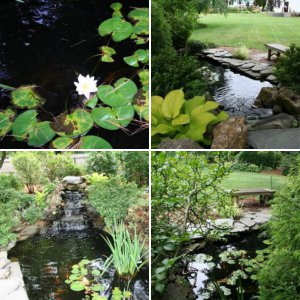 My Pond 2010