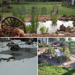 My pond