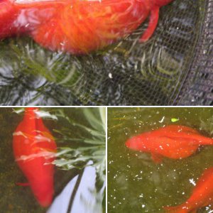 pregnant fish