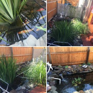 My pond