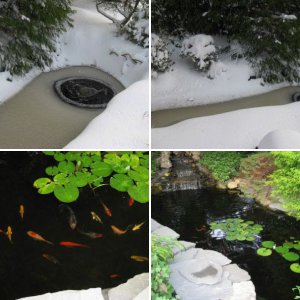 My Pond 2009