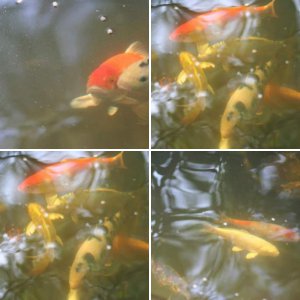 Fish 2010