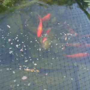 fish