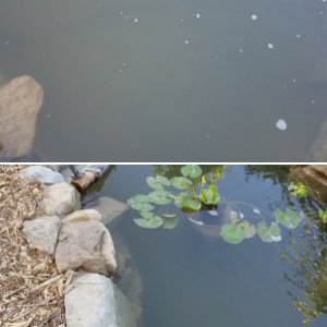 Pond