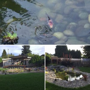 Pond photos 2017
