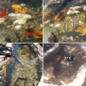 new pond for Butterfly Koi