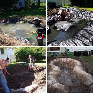 Evolution of my pond