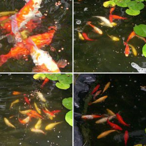Rons Pond