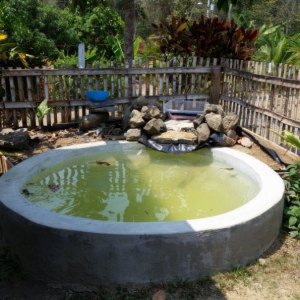 My pond