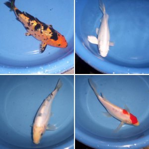 Fish In The Hurd