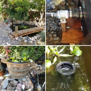 Mrs Griff's pond update 2019