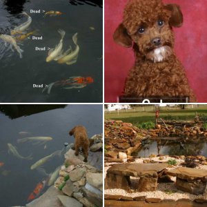 pond and pets