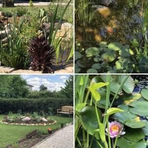 Wildlife pond in France