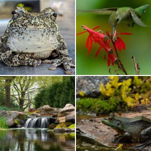 Life Around the pond