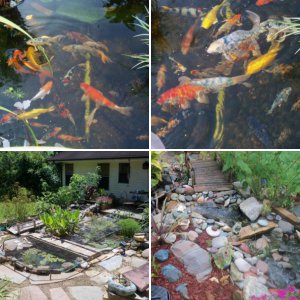 Various pics of our ponds