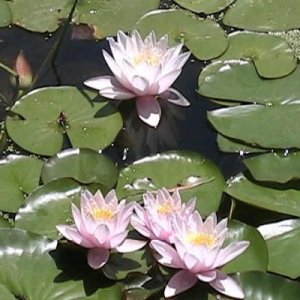 Galletti (lillies1)