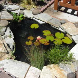 before fish and plants took over!