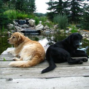 The Boys and the Pond
Hanging on the dock by the pond