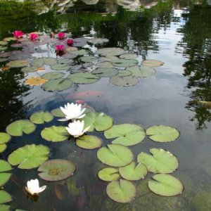 The lilies in action 2 days before the storm...