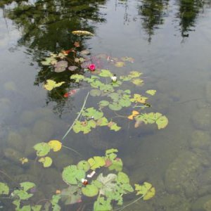 The most vicious hail storm/plow wind we'd ever seen took ALL vegetation down to pulp and broke windows and took off siding and roofs and killed horses...
So i couldn't be that upset about my poor waterlilies.