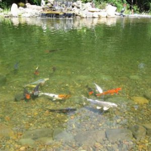 Fish resize