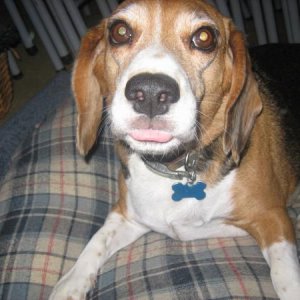 Cougar the beagle that thinks he is a cat.