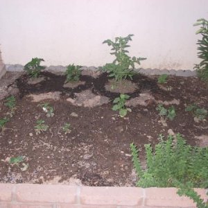 Before the pond