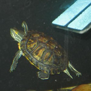 Red Ear Slider