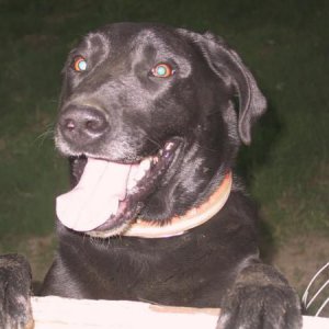 Sampson, but buddy