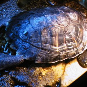 turtle on of 8