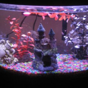 Daughters 16gal