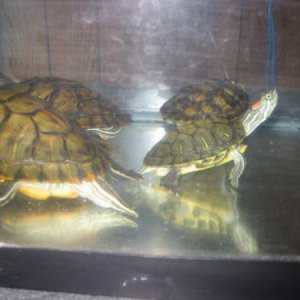 4 RES rescues.