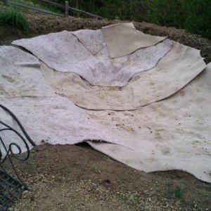 Did some dumpster diving for carpet remnants to create a nice soft base for the liner.