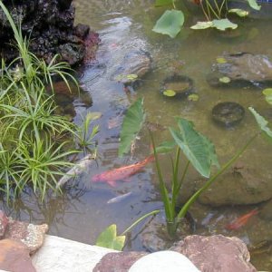 Fishies