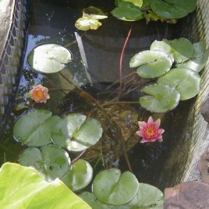 Pond lilies blooming