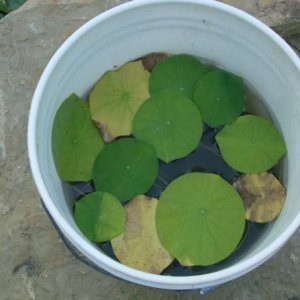 Water lotus from seed, 8 weeks growth in 5 gallon bucket