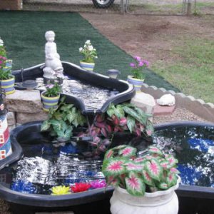 Pond Makeover 2