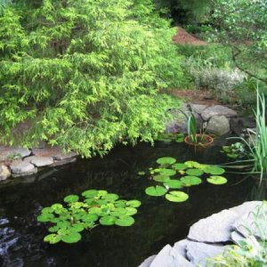 Pond 06