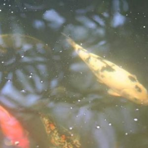 IMG 4754
