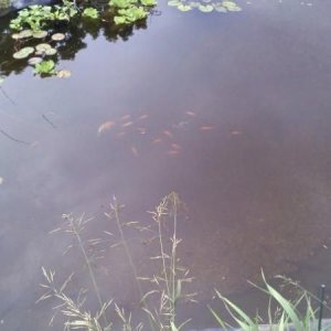 We added a couple of gold fish to start, then a couple of small koi, and then a bunch more goldfish. I don't want to invest too much yet in case they don't make it through the winter.