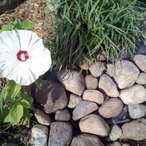 A hibiscus blooming along the river from the bog pond.