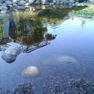 The gradual drop from shallow to deep makes for easy access, but also has a nice natural feel to it as well. The kids like wading and looking at frogs.